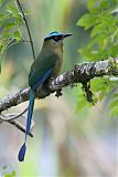 Andean Motmot